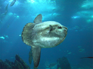 ocean sunfish (mola mola)