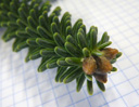 spanish fir (abies pinsapo), leaves radially all around the shoots, very stiff, with a blue-green hue on the upper side