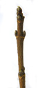 common maple (acer campestre), twig with opposite buds
