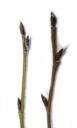 green alder (alnus viridis): twigs with alternate buds