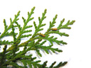 oriental arborvitae (biota orientalis)