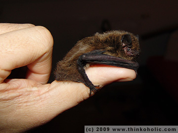 nathusius' pipistrelle (pipistrellus nathusii) sitting on my thumb