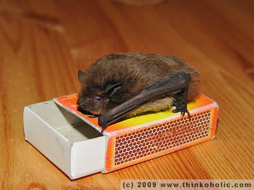 nathusius' pipistrelle (pipistrellus nathusii) and matchbox for measure