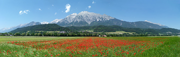 panorama: corn field with poppy (papaver rhoeas)
