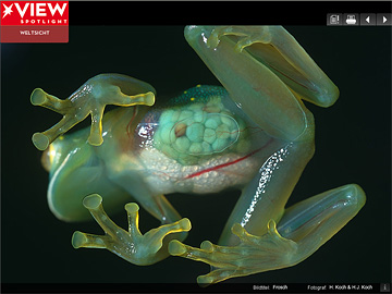 glass frog