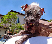  chinese crested dog
