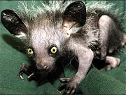 daubentonia madagascariensis