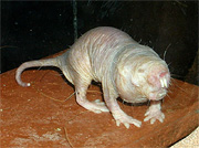 heterocephalus glaber