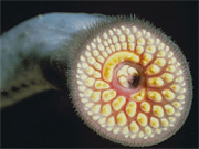 sea lamprey (petromyzon marinus)