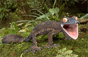 uroplatus fimbriatus