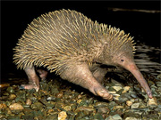 zaglossus bartoni