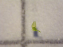 the tip of a carnation shoot (dianthus sp.) is taken and ridded of all the leaves, except the primordial leaves