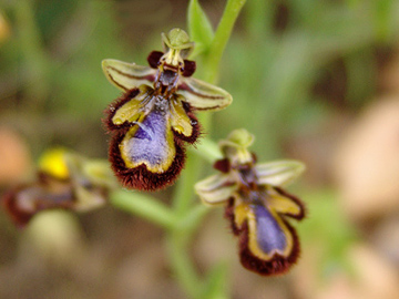 mirror bee orchid (ophrys speculum ssp. speculum)