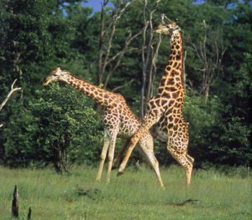 giraffes mating