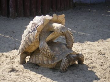 tortoises mating
