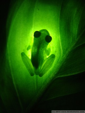 translucent glass frog (cochranella sp.) on a young dieffenbachia leaf, illuminated from below