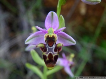 woodcock orchid (ophrys scolopax) - a bee orchid species