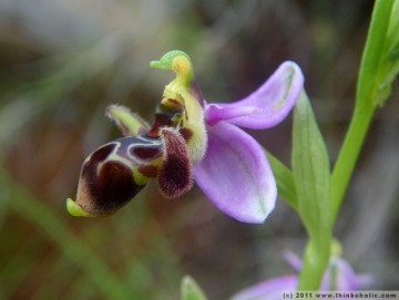 woodcock orchid (ophrys scolopax) - a bee orchid species
