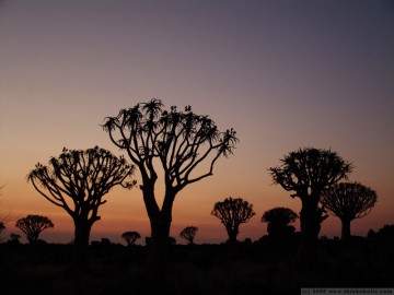 sunset in the kokerboom woud (quiver tree forest), keetmanshoop, namibia