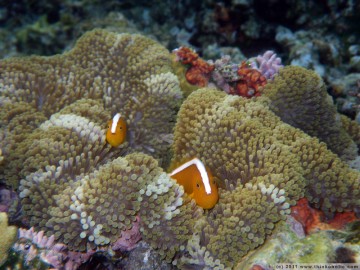 orange skunk clownfish (amphiprion sandaracinos), trying to hide in their anemone in the midst of a beautiful, colourful reefscape