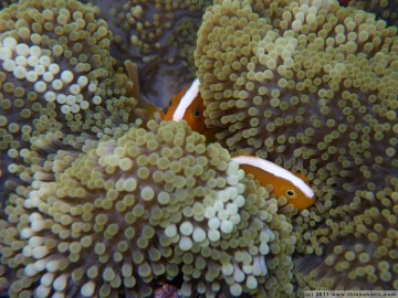 orange skunk clownfish (amphiprion sandaracinos), trying to hide in their anemone in the midst of a beautiful, colourful reefscape