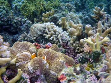 orange skunk clownfish (amphiprion sandaracinos), trying to hide in their anemone in the midst of a beautiful, colourful reefscape