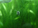 aquarium snail || photo details: 2002-11-21, Sony Cybershot DSC-F505. keywords: snail, aquarium, water