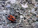 fire bug (pyrrhocoris apterus) || photo details: 2001-09-30, D-Link DSC-350. keywords: bug, beetle, chafer, fire, red, insect