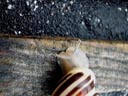 snail