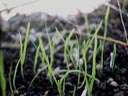 young grass