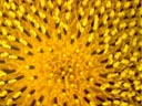 sunflower closeup (helianthus annuus)