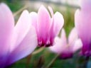 cyclamen (cyclamen europaeum)