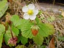 woodstrawberry (fragaria vesca)