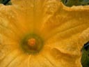 pumpkin flower (cucurbita sp.) || photo details: 2001-09-30, D-Link DSC-350. keywords: cucurbita, pumpkin, yellow, gourd