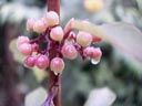beautyberry (callicarpa sp.) || photo details: 2001-09-30, D-Link DSC-350. keywords: callicarpa, beautyberry, violet, purple, raindrops, dew, thaw