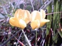 birdsfoot trefoil (lotus corniculatus) || photo details: 2001-09-30, D-Link DSC-350. keywords: birdsfoot trefoil, lotus corniculatus, yellow, pea family, leguminosae, raindrops, dew, thaw