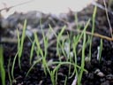 young grass || photo details: 2001-09-28, D-Link DSC-350. keywords: grass, seedlings, young