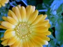 pot marigold (calendula officinalis) || photo details: 2001-10-06, D-Link DSC-350. keywords: pot marigold, calendula officinalis, yellow