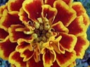 tagetes (tagetes patula) || photo details: 2002-11-01, D-Link DSC-350. keywords: tagetes erecta, asteraceae, aster, yellow, red