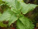 stinging-nettle (urtica dioica) || photo details: 2002-10-31, Sony Cybershot DSC-F505. keywords: stinging nettle, urtica dioica