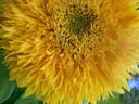 sunflower closeup (helianthus annuus) || photo details: 2002-11-01, D-Link DSC-350. keywords: sunflower closeup, helianthus annuus, yellow