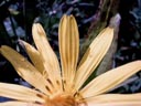 gazania (gazania sp.)