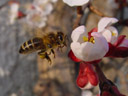 honey-bee approaching (apis mellifera)