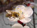 honey-bee (apis mellifera). 2003-03-26, Sony Cybershot DSC-F717. keywords: honeybee, apis, mellifera, insects