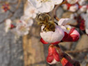honey-bee (apis mellifera)