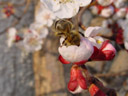 honey-bee (apis mellifera). 2003-03-26, Sony Cybershot DSC-F717. keywords: honeybee, apis, mellifera, insects