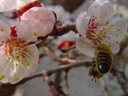 honey-bee (apis mellifera). 2003-03-26, Sony Cybershot DSC-F717. keywords: honeybee, apis, mellifera, insects