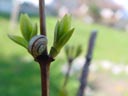 snail on a twig