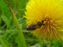 honeybee on a dandelion flower