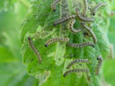small tortoiseshell-caterpillars (aglais urticae)
